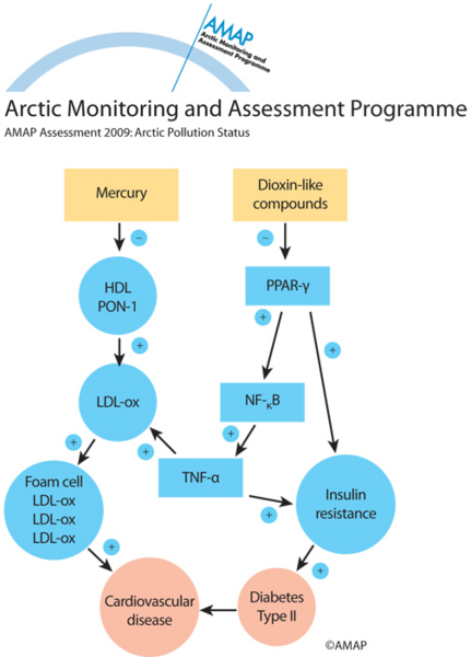 Effect of mercury and dioxin-like compounds on the pathogenesis of diabetes and...
