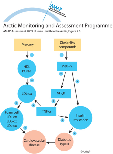 Effect of mercury and dioxin-like compounds on the pathogenesis of diabetes and...