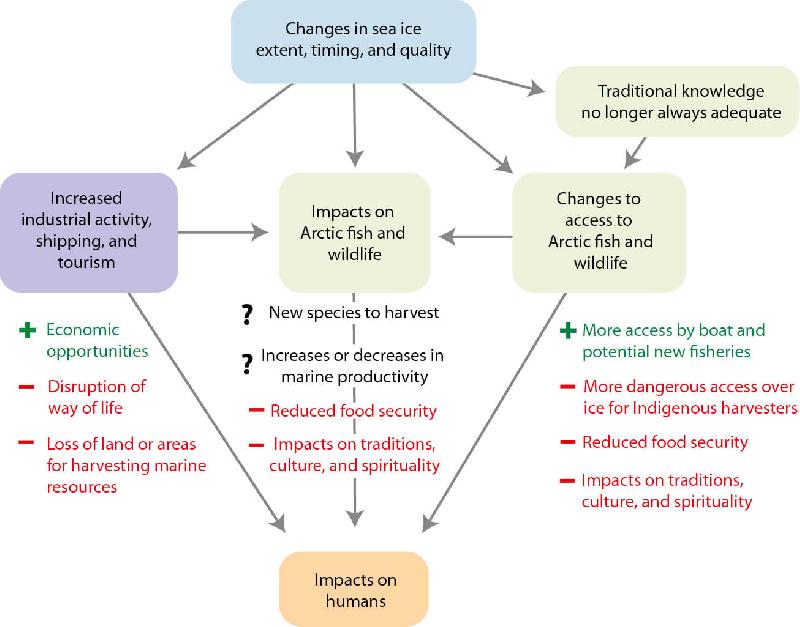 Figure 11.3 Primary pathways of the impacts of sea ice change on Arctic humans...