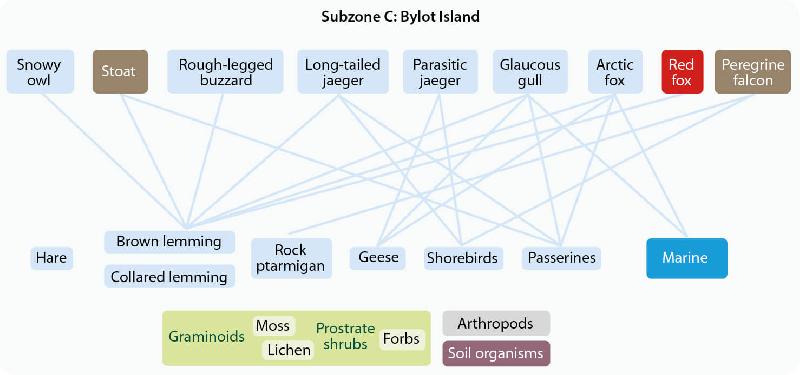 Figure 6.5 Generalized terrestrial food web. The lines represent major trophic...