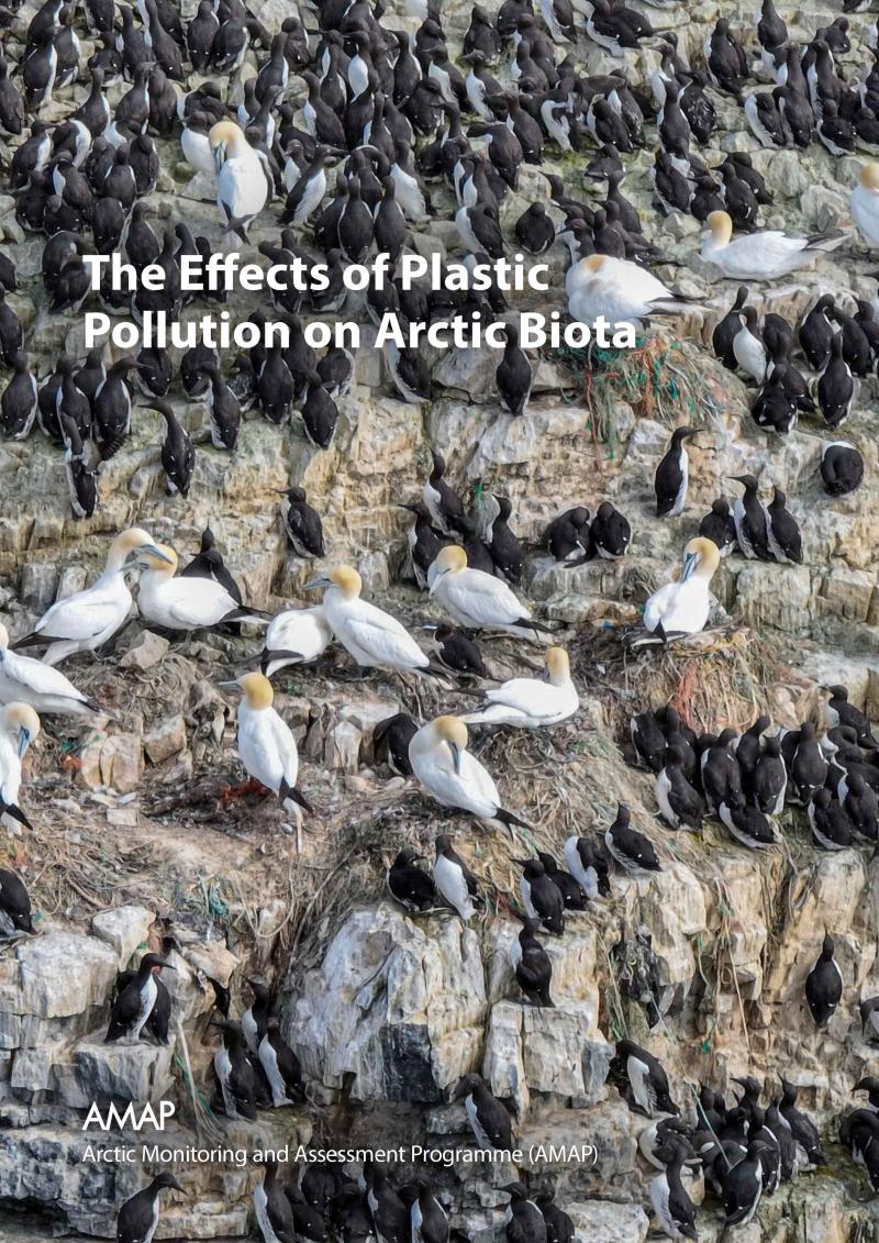 The Effects of Plastic Pollution on Arctic Biota